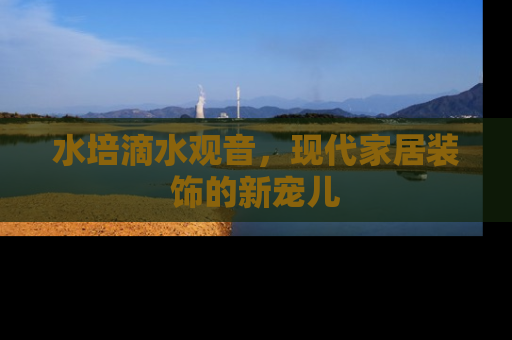 水培滴水观音，现代家居装饰的新宠儿