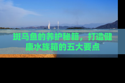 斑马鱼的养护秘籍，打造健康水族箱的五大要点
