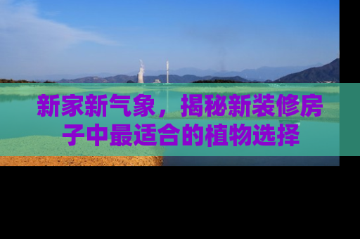 新家新气象，揭秘新装修房子中最适合的植物选择