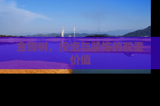 金钱树，投资与装饰的双重价值